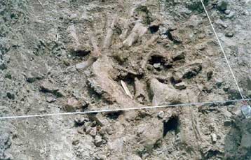 Σημαντικά απολιθώματα προϊστορικών ζώων αποκαλύφθηκαν στον Έβρο