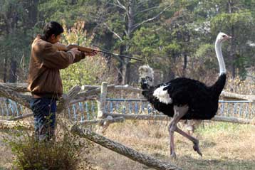 Πυκνώνουν τα κρούσματα γρίπης των πτηνών, ενώ ο ιός μεταλλάσσεται