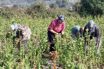 Προβληματική η διαχείριση των γεωργικών κονδυλίων του Γ ΚΠΣ στην Ελλάδα