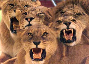 Σε κλουβί με λιοντάρια κατηγορούνται Αμερικανοί στρατιώτες ότι έριξαν Ιρακινούς