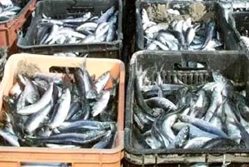 Ανησυχητικά ποσοστά κασσίτερου σε σαρδέλες του Αιγαίου