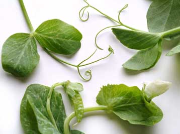 Πειραματικός «μεταλλαγμένος» αρακάς εγκαταλείφθηκε λόγω παρενεργειών