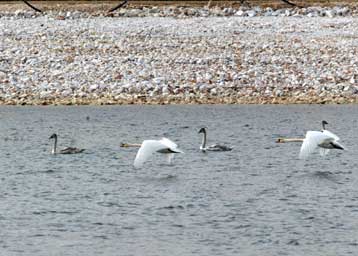 Υπόλογη για 47 υποθέσεις παραβίασης των κοινοτικών κανόνων για το περιβάλλον η Ελλάδα