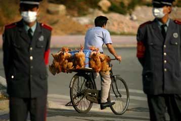 Οι θάνατοι από γρίπη των πτηνών στην Κίνα «ξεπερνούν τους 300»