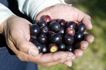 Στις φαινόλες οφείλεται η καρδιοπροστατευτική δράση του ελαιόλαδου
