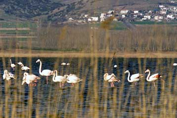 Ορυκτό θα μπορούσε να ξαναδώσει ζωή στη λίμνη Κορώνεια