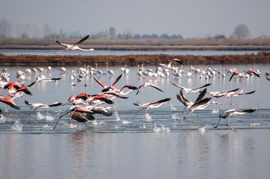 Flamingos dance!