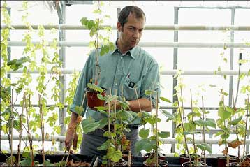 Σταθερά κατά των γενετικά τροποποιημένων καλλιεργειών η Ελλάδα