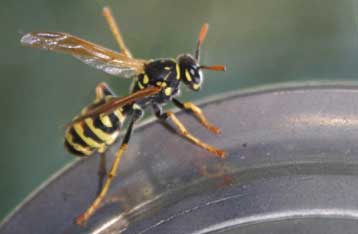 Σφήκες εκπαιδεύονται στην ανίχνευση όπλων και χημικών