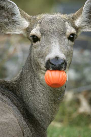 Μάθε και προφυλάξου στο χημικό περιβάλλον της Ευρώπης