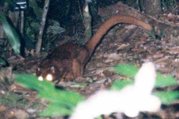 Νέο είδος θηλαστικού ανακαλύφθηκε στα πυκνά δάση της Βορνεο