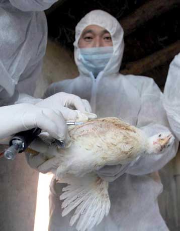Ο πλανήτης αντιμέτωπος με τον κίνδυνο της πανδημίας της γρίπης των πτηνών