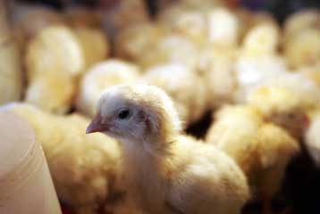 Νεκρό 5χρονο αγόρι στην Ταϊλάνδη από την γρίπη των πουλερικών