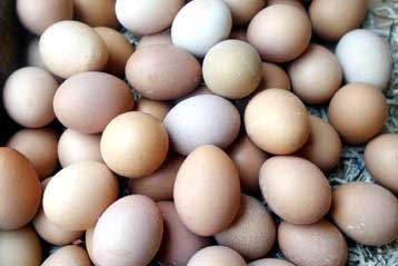 Κανένας λόγος ανησυχίας στην Ελλάδα για τα ιταλικά αυγά