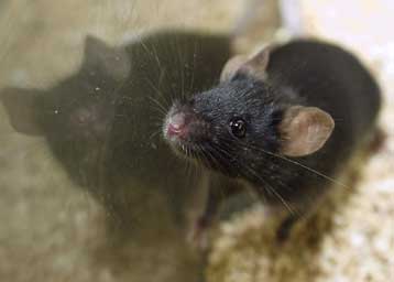 Πειραματόζωα γεννιούνται με ανθρώπινους νευρώνες