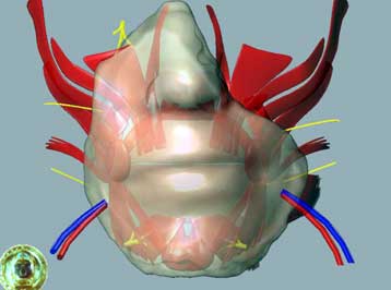 H πρώτη μεταμόσχευση προσώπου είναι γεγονός