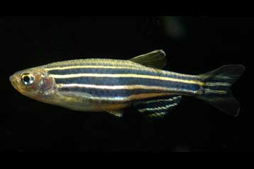 Ένα ακόμα γονίδιο στη συνταγή για το χρώμα του δέρματος