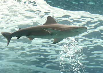 Ένας «Θαλασσόκοσμος» ανοίγει τις πύλες του στην Κρήτη