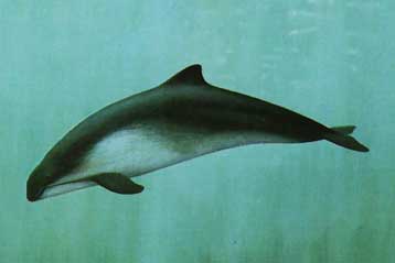 Δικαστική διαδικασία κατά της Ελλάδας για την προστασία θαλάσσιων θηλαστικών