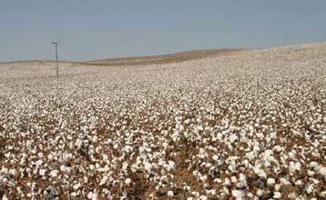 Ανησυχία προκαλούν στους αγρότες οι αποφάσεις στον ΠΟΕ για το βαμβάκι