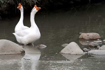 Θάνατος αγοριού στην Τουρκία προκάλεσε ανησυχία για εμφάνιση της νόσου των πτηνών