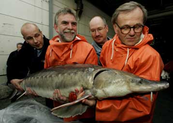 Παράνομο το εμπόριο χαβιαριού, για να σωθεί ο σπάνιος οξύρυγχος