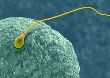 Διαγνωστικό τεστ για το σπίτι ελέγχει το σπέρμα