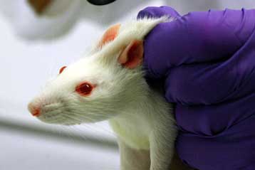 Σπάνια βλαστικά κύτταρα ίσως προκαλούν καρκίνο του μαστού