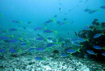 Ακόμα και το βυθό των ωκεανών απονεκρώνει η ανθρώπινη δραστηριότητα