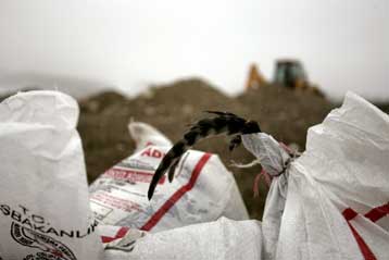 Στο θανατηφόρο στέλεχος Η5Ν1 οφείλονται οι πρόσφατοι θάνατοι παιδιών στην Τουρκία