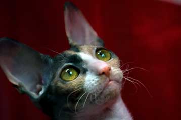 Γενεαλογικό δέντρο των αιλουροειδών αποκαλύπτει την περιπέτεια της γάτας