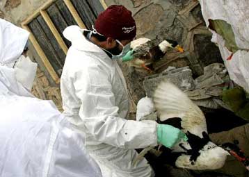 Επιβεβαιώθηκαν 14 περιπτώσεις προσβολής ανθρώπων από γρίπη των πτηνών στην Τουρκία