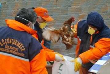 Νέο κρούσμα της γρίπης των πτηνών ανιχνεύθηκε σε ασθενή στην Τουρκία