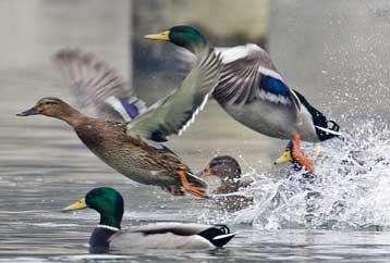 Αυξημένα μέτρα από τις ελληνικές αρχές για τη γρίπη των πτηνών