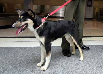 Εκπαιδευμένα σκυλιά μπορούν να οσμίζονται τον καρκίνο