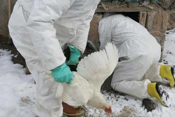 Η γρίπη των πτηνών εξαπλώνεται στην Τουρκία, καθησυχαστικός παραμένει ο ΠΟΥ