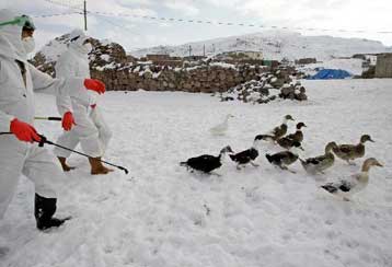 Ενδημία του ιού της γρίπης στην Τουρκία φοβούνται οι ειδικοί