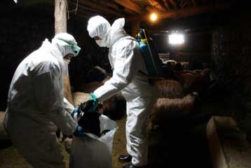 Δύναμη «ταχείας επέμβασης» συγκροτεί ο ΟΗΕ κατά της γρίπης των πτηνών