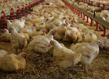 Κρίση στην ελληνική πτηνοτροφία προκαλεί η γρίπη των πτηνών στην Τουρκία