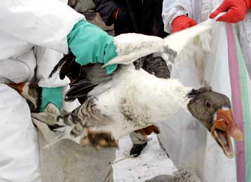 Αρνητικός στη γρίπη των πτηνών ασθενής που νοσηλεύεται στο Βέλγιο