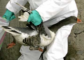 Ακόμα ένας θάνατος από γρίπη των πτηνών στην Τουρκία