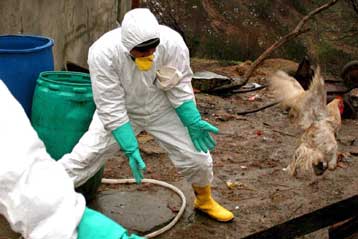 Ύποπτα κρούσματα της γρίπης των πτηνών στα κατεχόμενα, λέει ο τουρκοκυπριακός Τύπος