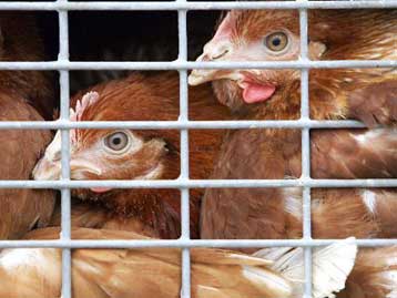 Αναστολή πληρωμής ασφαλιστικών εισφορών για τους πτηνοτρόφους έως τις 30 Σεπτεμβρίου