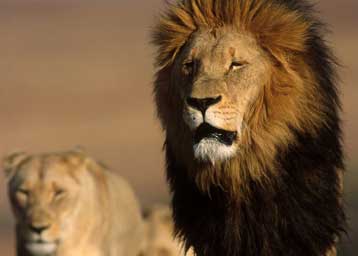 Μέτρα για την προστασία των λιονταριών αποφασίστηκαν στην Αφρική