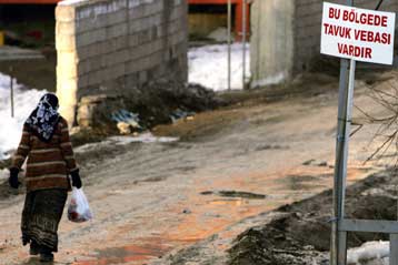 Τουρκικές αιχμές προς γειτονικές χώρες ότι κρύβουν κρούσματα γρίπης των πτηνών