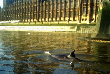 Φιλοπερίεργη φάλαινα διαπλέει τον Τάμεση, γιγάντιες μέδουσες εισβάλλουν στην Ιαπωνία