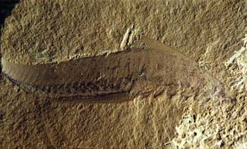 Τα πρώτα ζώα στη Γη ανέπνεαν από… τα αφτιά