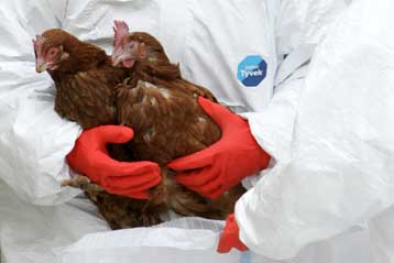 Ο ιός Η5Ν1 μπορεί να επιβιώσει για μέρες στα περιττώματα των πτηνών