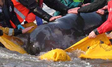 Πέθανε η μικρή φάλαινα που… αναστάτωσε τους Λονδρέζους