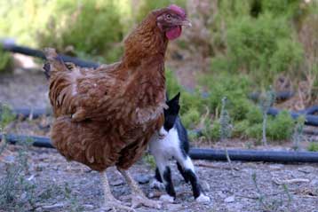 Και από μολυσμένα τρόφιμα ενδέχεται να μεταδίδεται η γρίπη των πτηνών
